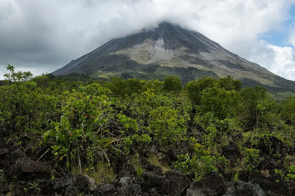 Shrubs and small trees growing over broken black lava rock, with the grey cone of Arenal volcano behind.
