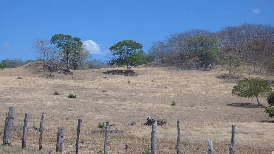 Parched golden pasture behind a wire fence in Guanacaste, with bare and leafy trees along a low hill under a clear blue sky.