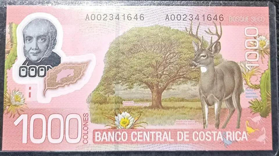 The reverse of a Costa Rican 1,000-colón polymer banknote, printed with a broad tree, a white-tailed deer and cactus flowers, and headed Banco Central de Costa Rica.