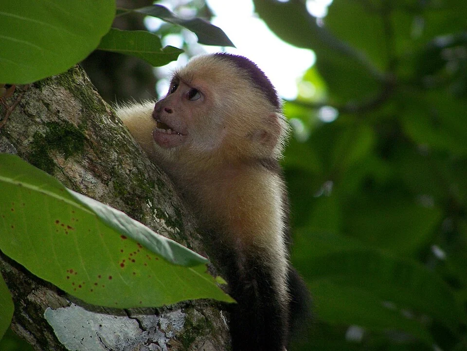A white-faced capuchin monkey clinging to a tree trunk with its mouth open, framed by large green leaves.