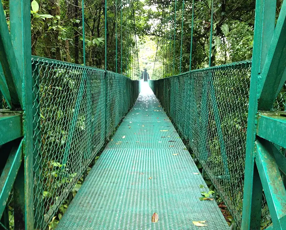 A green metal-mesh suspension walkway running level into wet forest, with wire mesh sides and cables above.