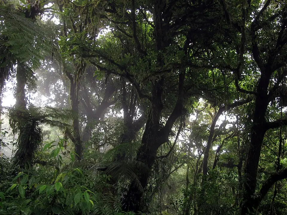 Mist drifting between moss-covered trees and tree ferns inside a dense cloud forest.