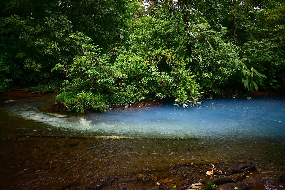 Pale milky-blue water flowing alongside clear darker water where two streams meet, with rainforest on the bank.